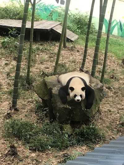 Photos of Nanshan Bamboo Forest