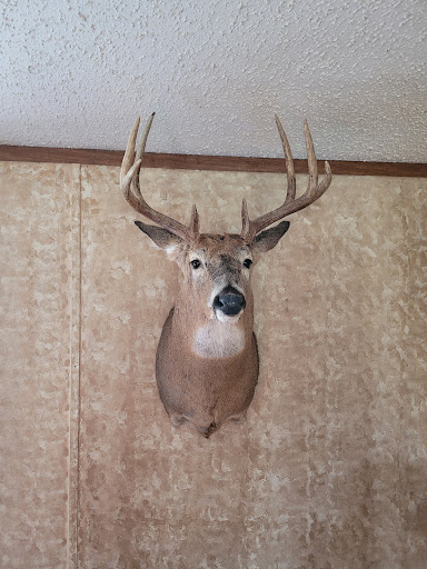 Pure Luck Taxidermy - Thumbnail