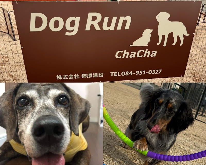 ドッグラン茶々