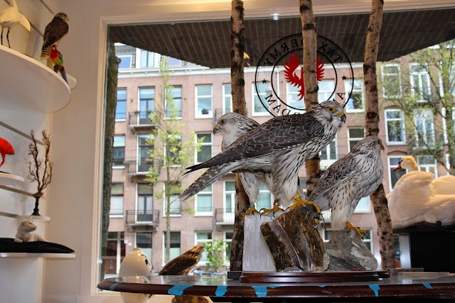 Taxidermy Amsterdam