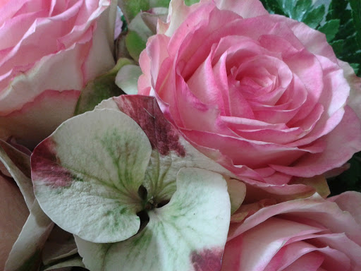 Fleurs d'Embellie Gallery - France