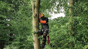 Photo n°1 de Allais Elagage 78 à Maurepas (Paysagiste)