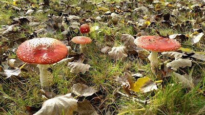Photos of Veendam-Borgerswold
