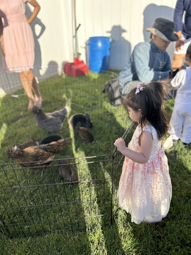 Long Island Pony Parties & Petting Zoo - Thumbnail