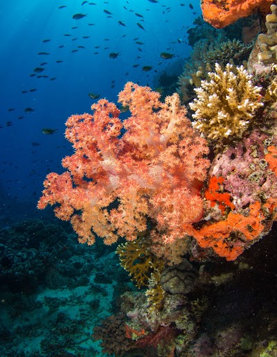 Photos of Beqa Lagoon Resort