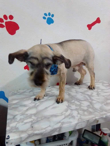 Veterinaria Pepeto - Thumbnail