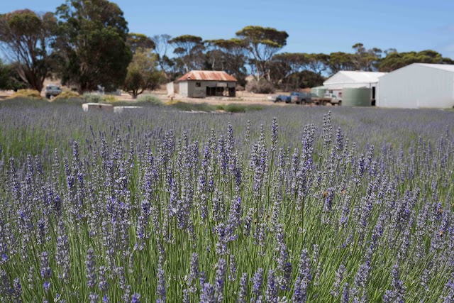 Emu Bay Lavender