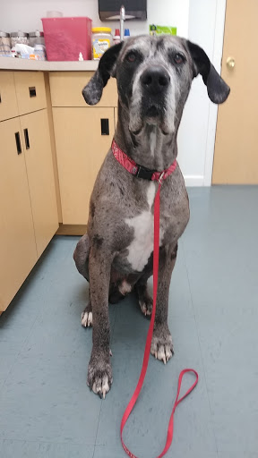 Well Pet Place Gallery - United States
