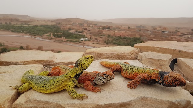 Ksar Ait Ben Haddou