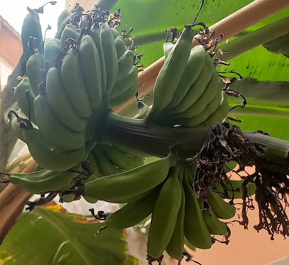 ECOFARM CABO VERDE LDA - CENTRO PRODUÇÃO