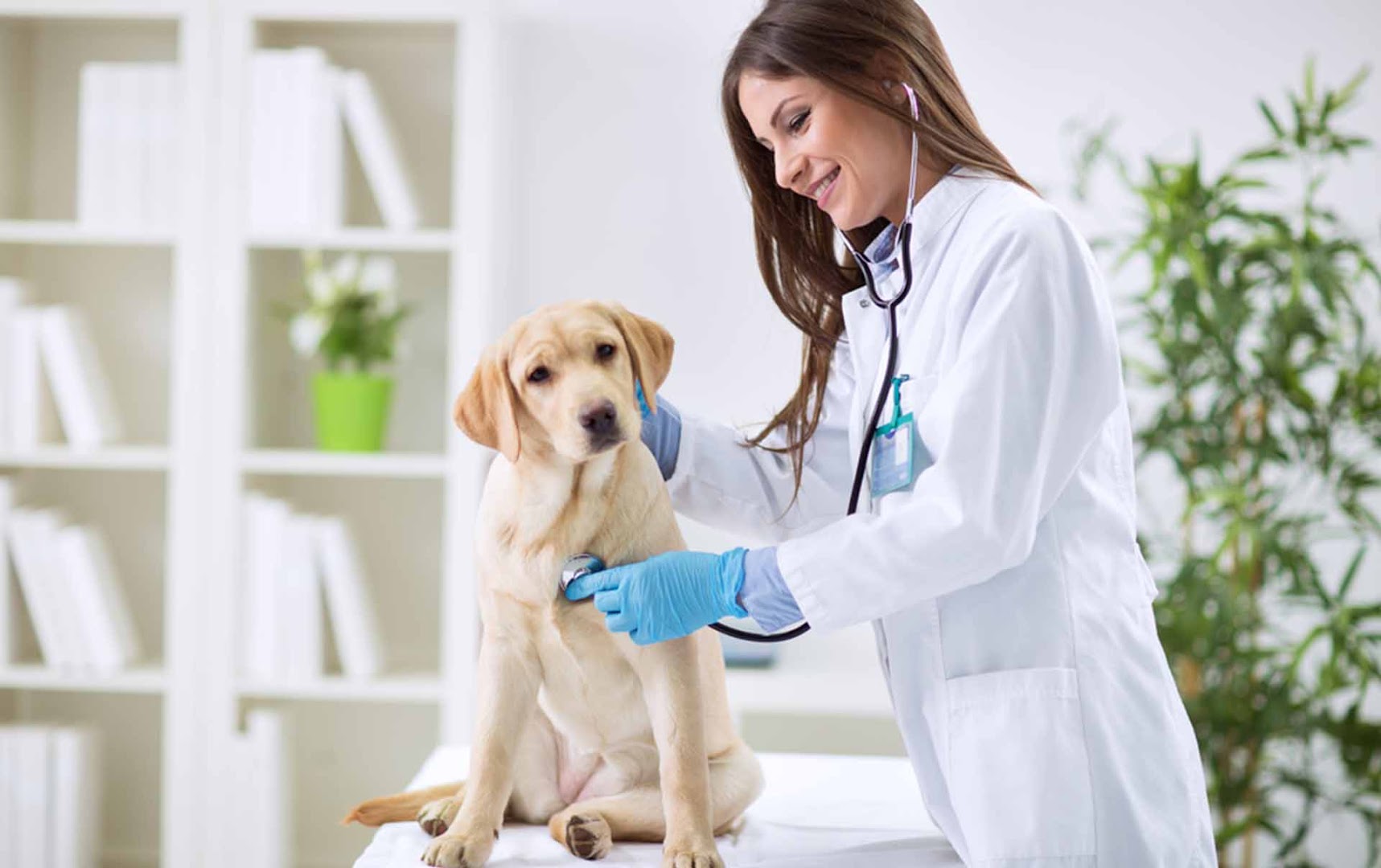 Tail Waggers Veterinary