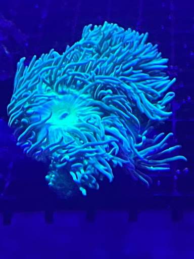 Marine Fish World Limited - Thumbnail