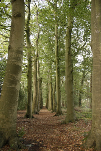 Natuurbegraafplaats De Velden - Natuurbegraven in Drenthe - Thumbnail