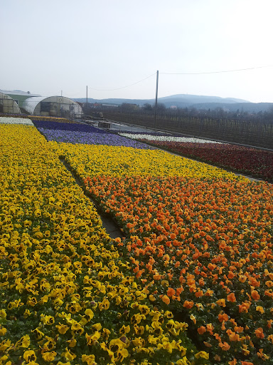 Gärtnerei Karl Gleissner Blumengeschäft - Germany