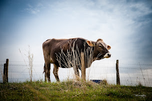 Photo n°7 de Demois'Aile Photo à Les Abrets en Dauphiné (Photographe de mariage)