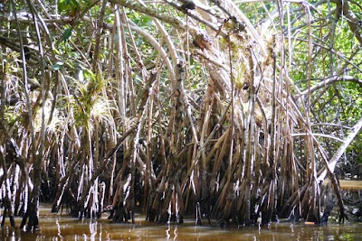 Photos of Jenny's Eco Everglades Wilderness Tours