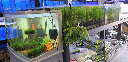 Capital Aquatics - Thumbnail