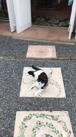 Mango Beach Shop by null