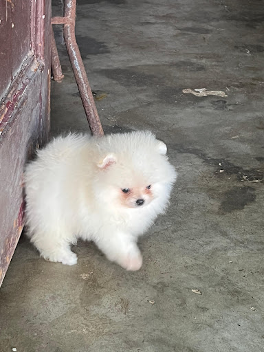 Toypom