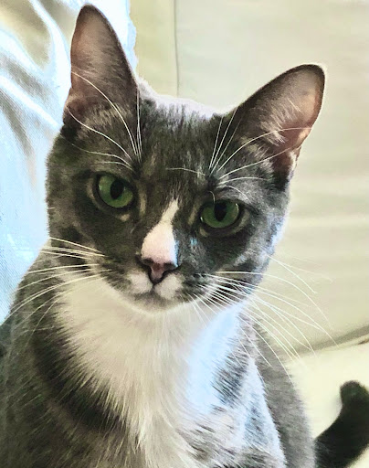 Avon Lake Animal Clinic - Thumbnail