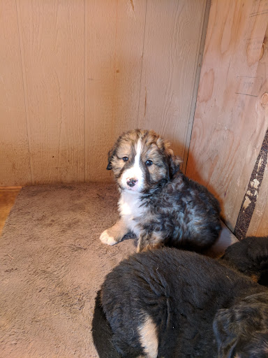 Mountain West Animal Hospital - Thumbnail