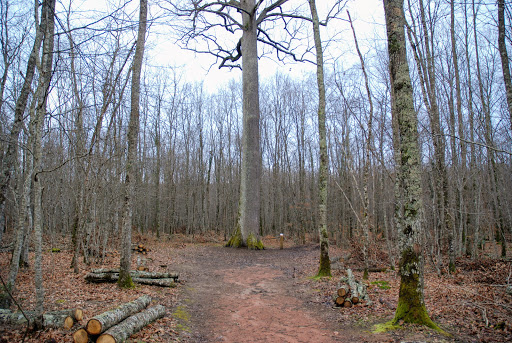 Chêne Stebbing- Forêt Domaniale de Tronçais - Thumbnail