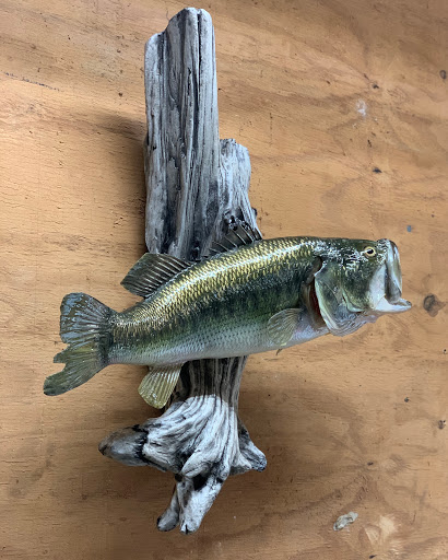 Bayou Belle Taxidermy - Thumbnail