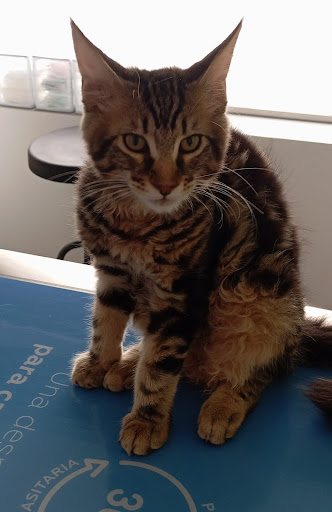 Huella Cat Consultorio Veterinario Santa Fe