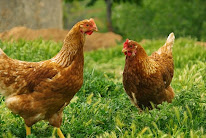 la ferme du poulet qui va bien à Le Meillard