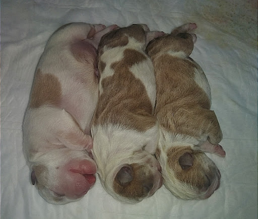 Consultorio Veterinario Wameru