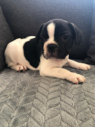 Photo n°19 de Élevage Des terres d'Arcadia à Thun-l'Évêque (Éleveur)