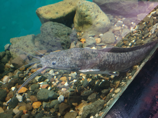 Kipp Aquarium - Thumbnail