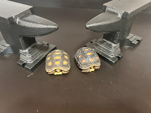 Anvil Exotics - Visual