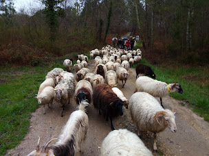 Photo n°37 de La Ferme d'Iska & Marina à Saint-Martin-Curton (Éleveur)