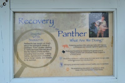 Photos of Florida Panther National Wildlife