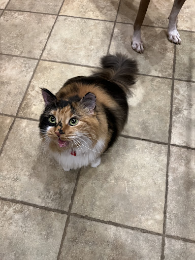Shear Delight Pet Salon - Thumbnail
