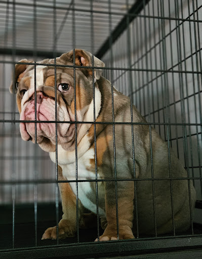 Baltimore Bred Bullies, LLC. - Thumbnail