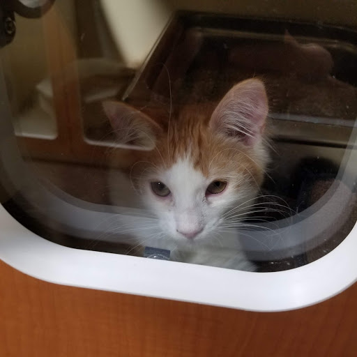 Calaveras Humane Society - Thumbnail