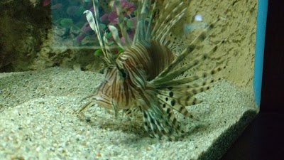 Photos of Museo Mundo Marino