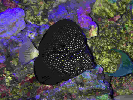 BIGShowFrags.com - Visual