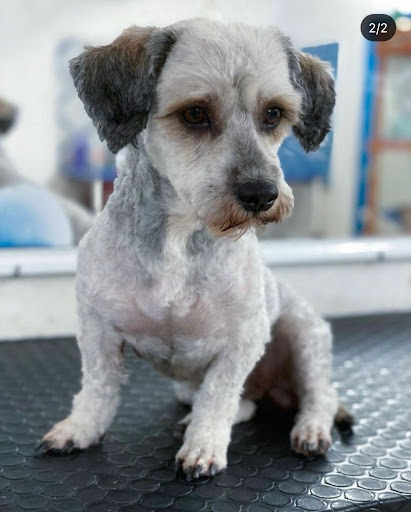 Beautiful Dogs Spa & Clinic