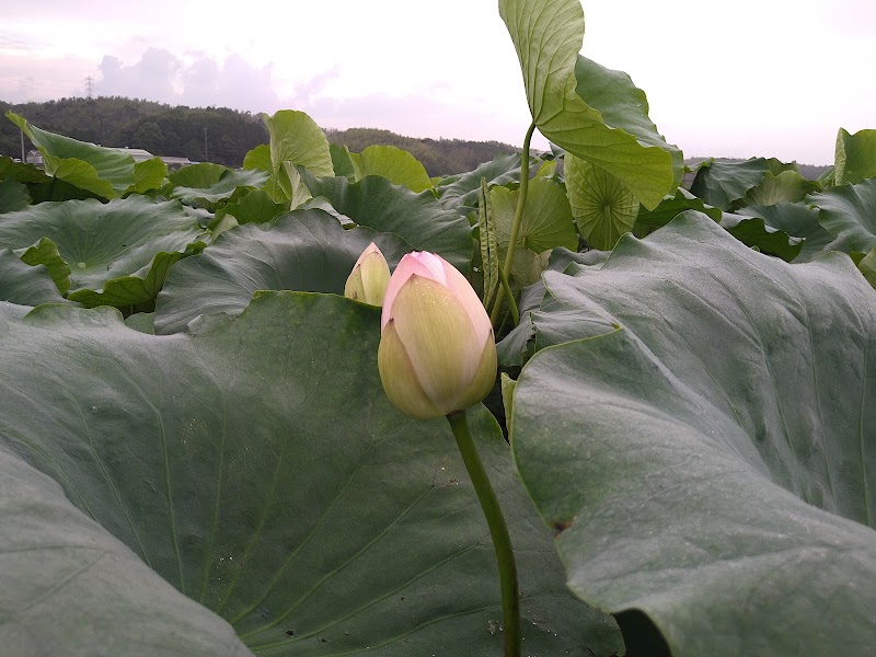 餃子屋にんにん