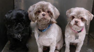 Photos of New Rochelle Animal Hospital