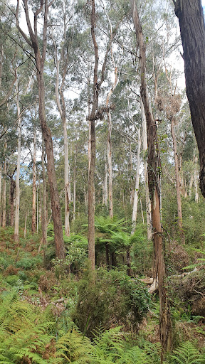 Mortimer Picnic Ground Gallery - Australia