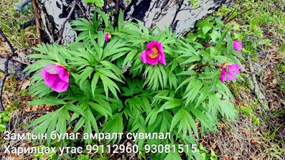 Photos of Zamtin Bulag Resort