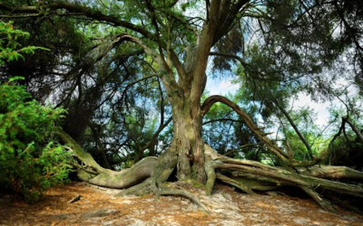 De mooiste boom van Zeegse in Drenthe - Thumbnail
