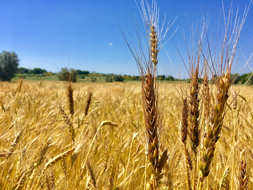 BioToscana - Visual