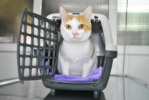 Clínica Veterinaria Escaleritas - Thumbnail