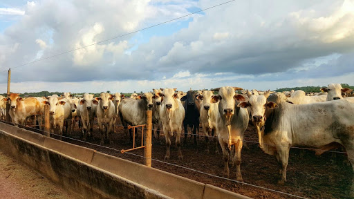 Consultoría Veterinaria de Panamá