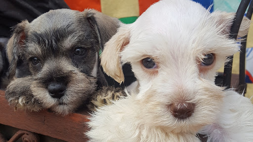 Lake Martin mini schnauzers and toy poodles